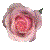 needrose.gif - 1645 Bytes